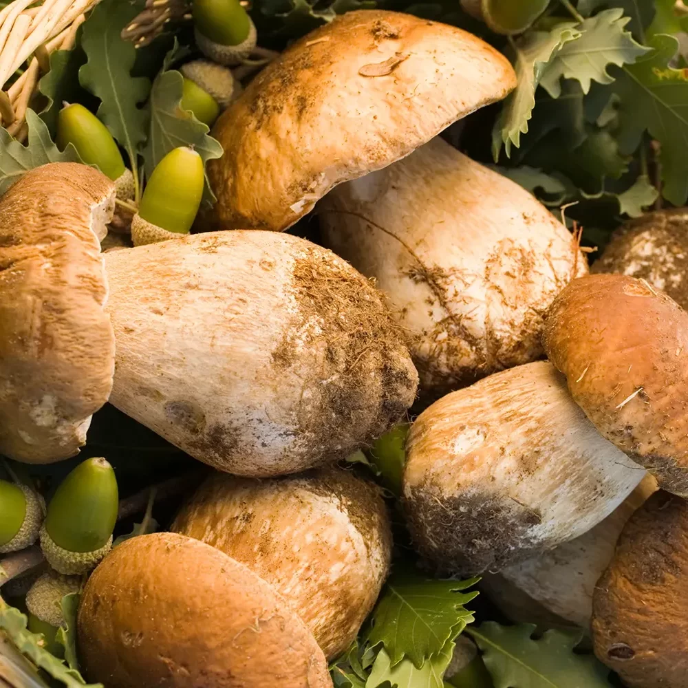 porcini